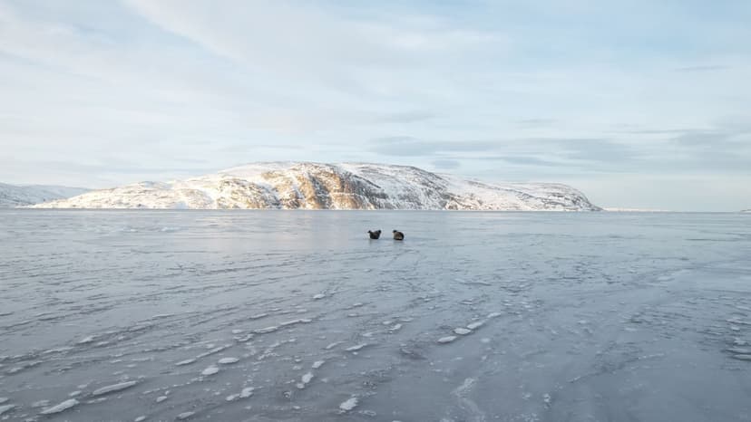 Arctic in Style