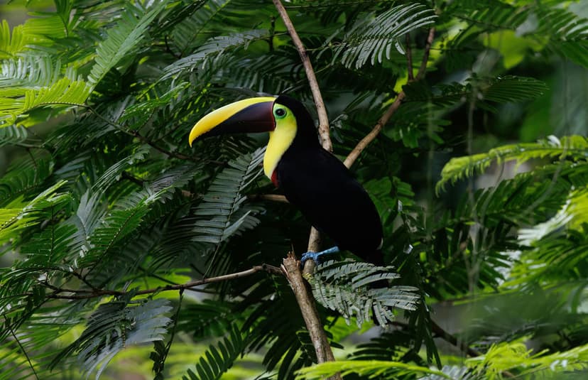 Howler monkeys, toucans, jaguars (in reserves) and manatees