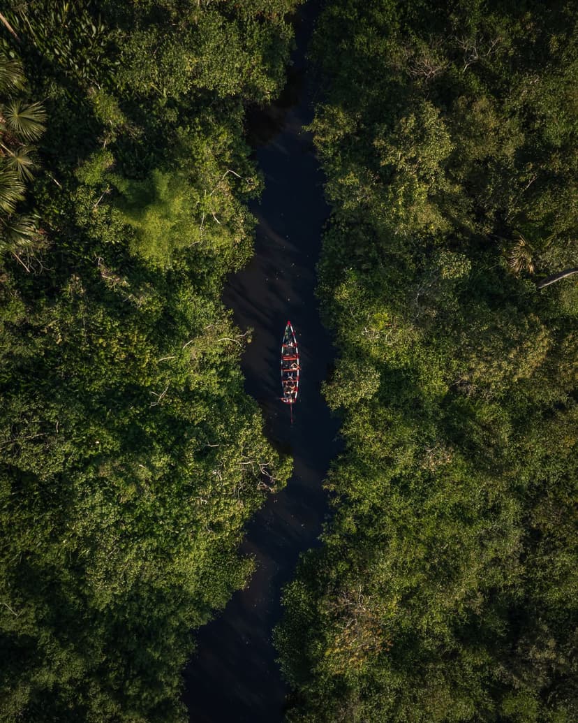 The rainforest of the Tambopata or Manu