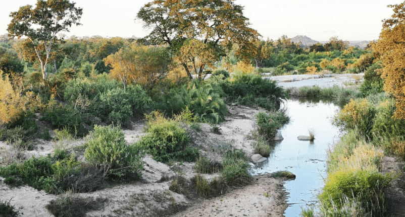 Londolozi Private Game Reserve gallery