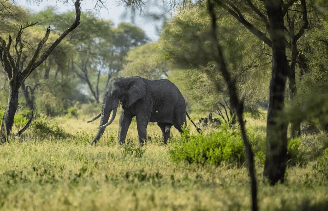 Mwiba Lodge