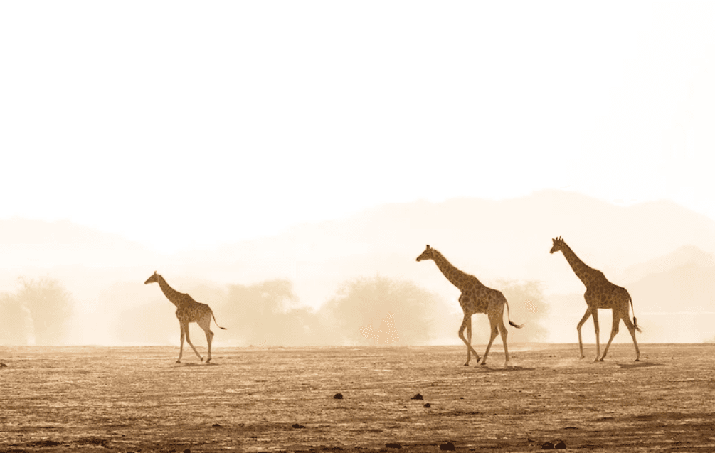 Hoanib Skeleton Coast Camp gallery