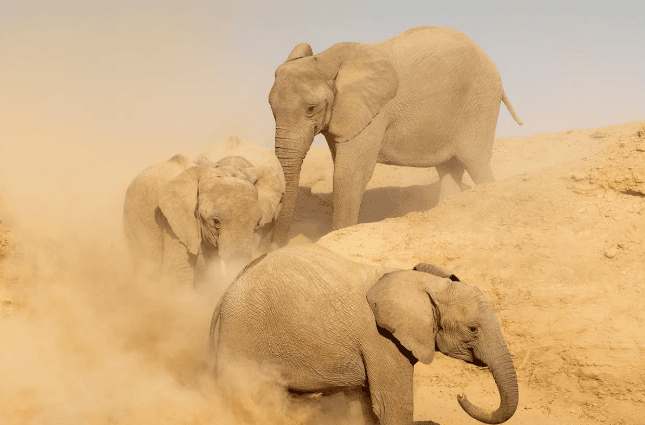 Hoanib Skeleton Coast Camp gallery