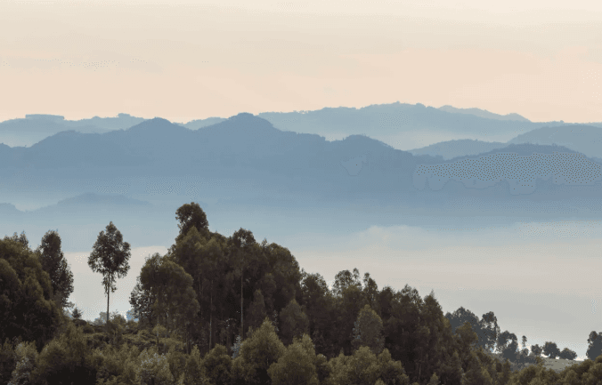 Wilderness Bisate gallery