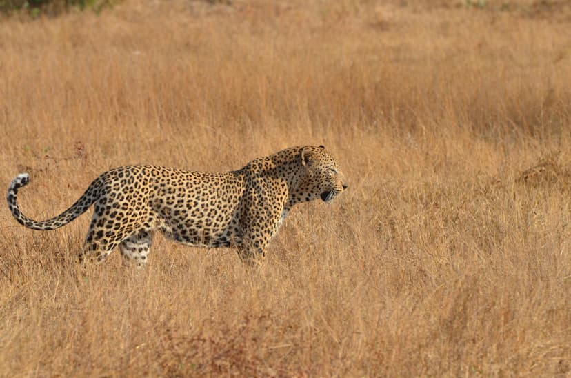 leopards