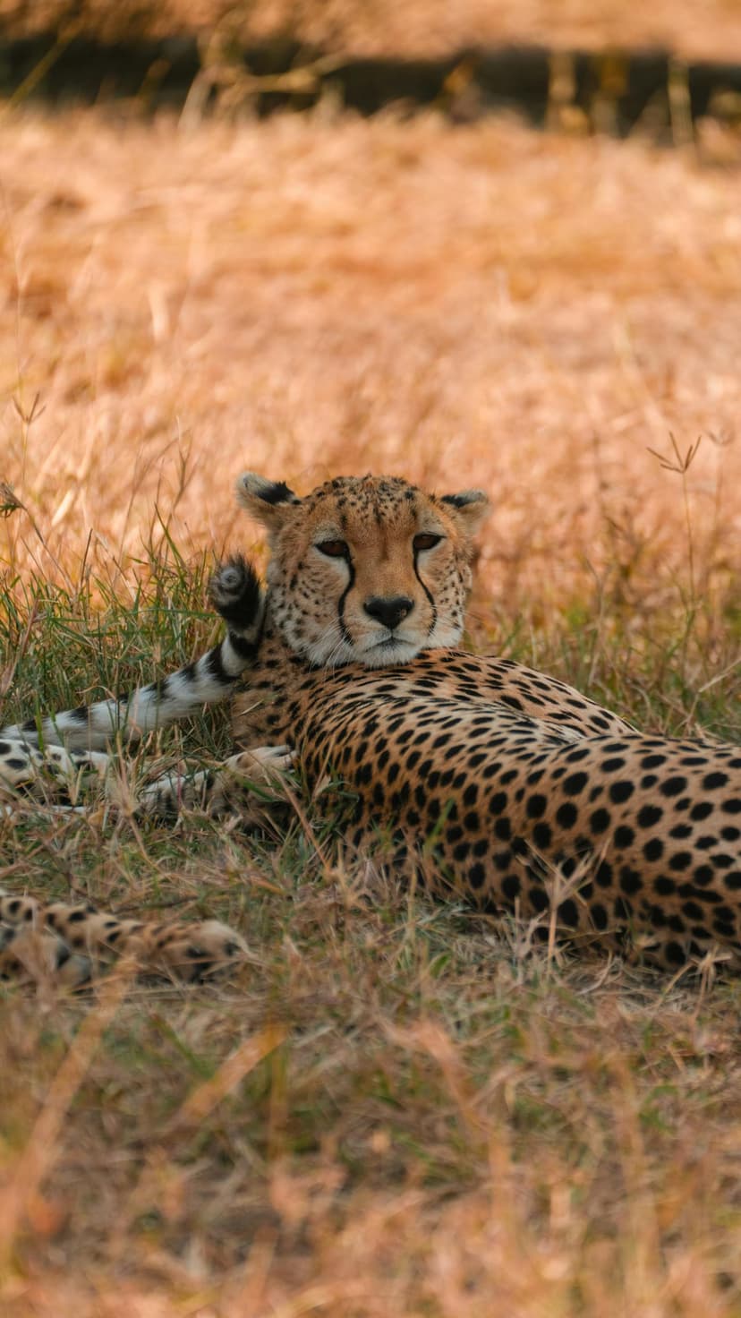 tanzania safari