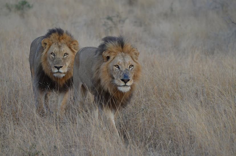 The private reserves bordering Kruger — Sabi Sand above all — offer the finest big-cat and leopard viewing in Africa, from superb lodges with expert guiding.