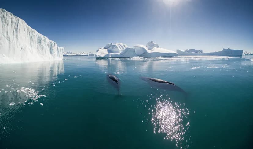 Disko Bay's icy giants
