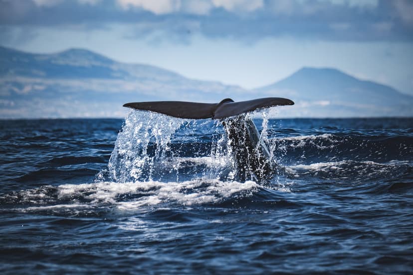 Some of Europe's best whale and dolphin watching off Tenerife, plus diving and watersports in the warm Atlantic.