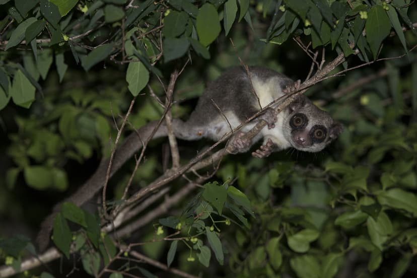 Lemurs at your villa — the activity/scene in action. Wildlife that comes to you in the reserve.