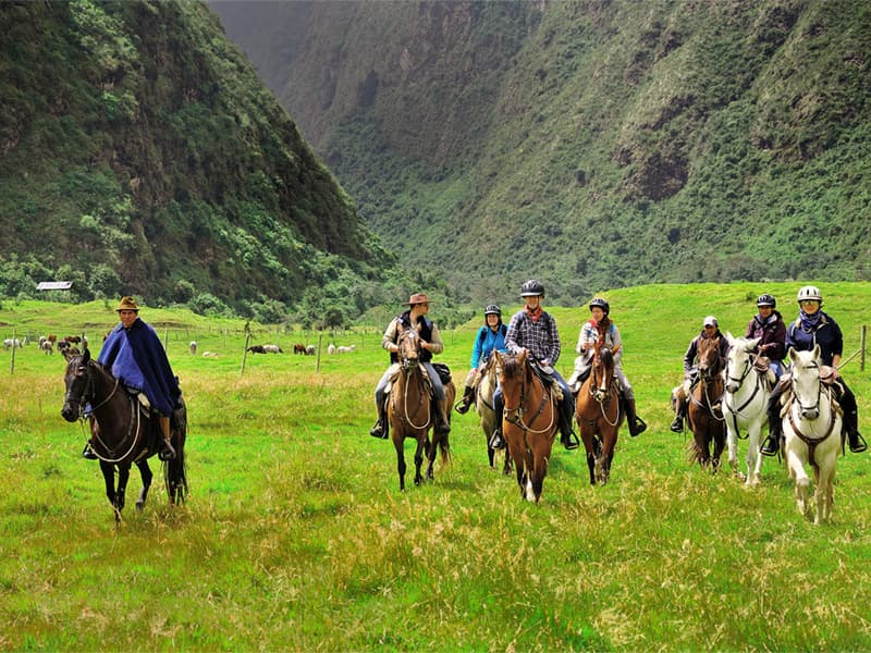 Zuleteño horses