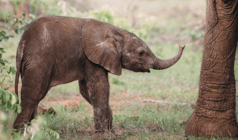 Rescued, orphaned elephants