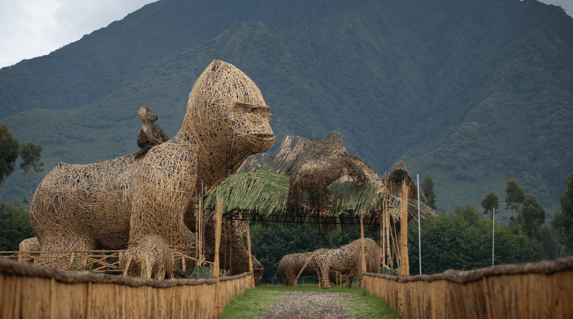 Gorilla trekking