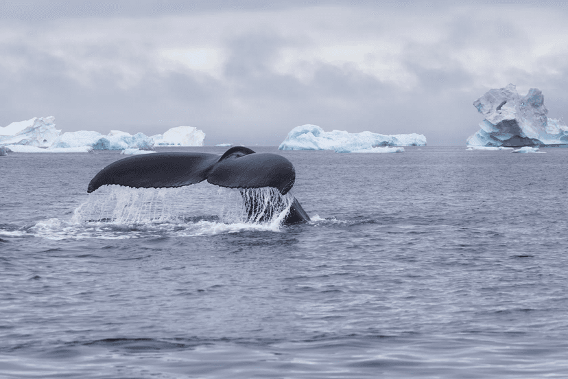 Experience: Whale watching
