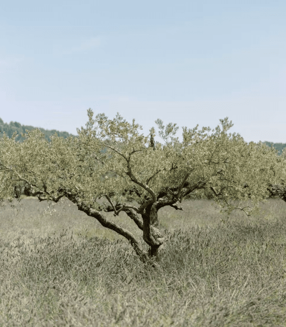 Experience: Lavender & olive groves