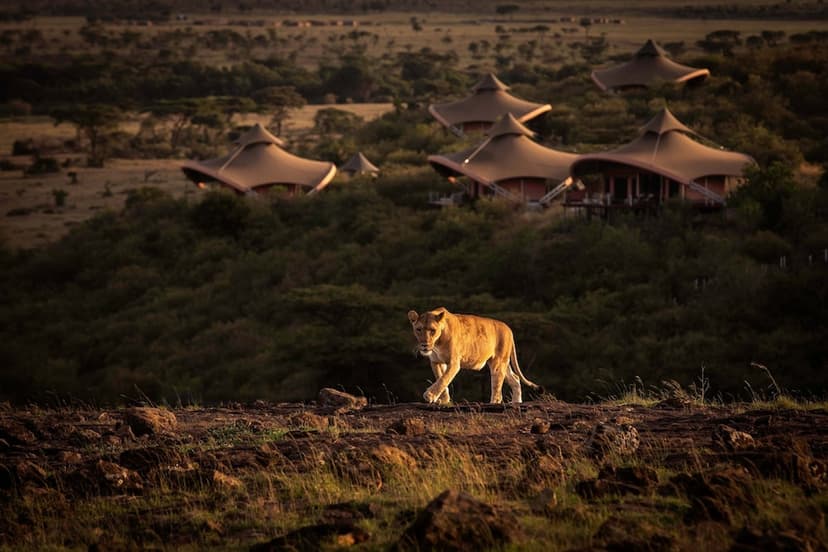 Big-cat country