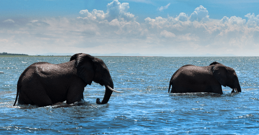 Elephants on the shoreline