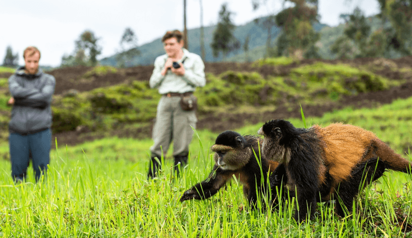 Golden monkey trekking