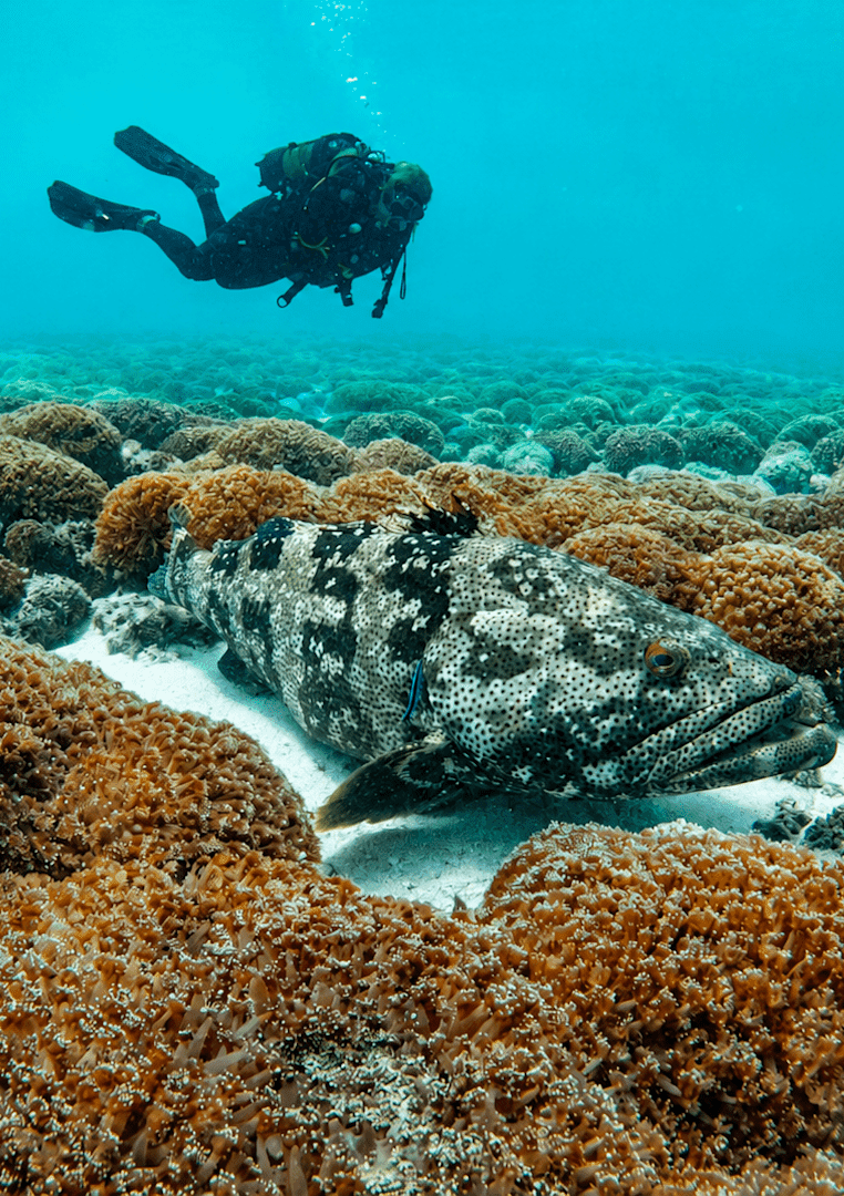 PADI diving