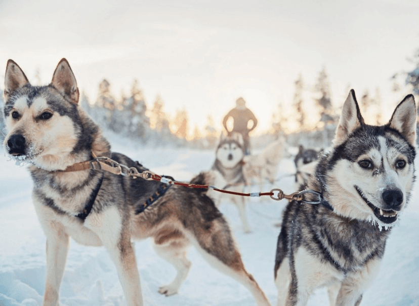 Experience: Husky safaris