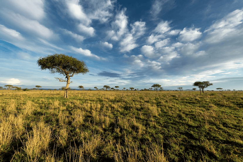 Equestrian safaris