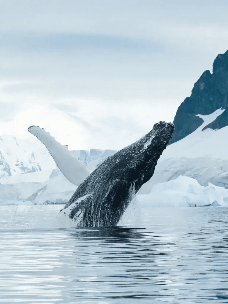 Experience: Polar wildlife