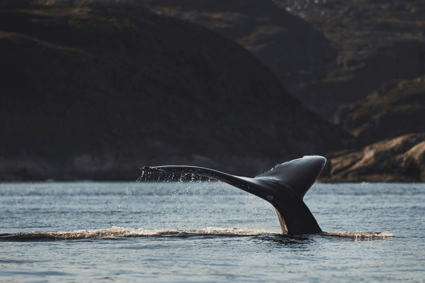 Experience: Whale watching