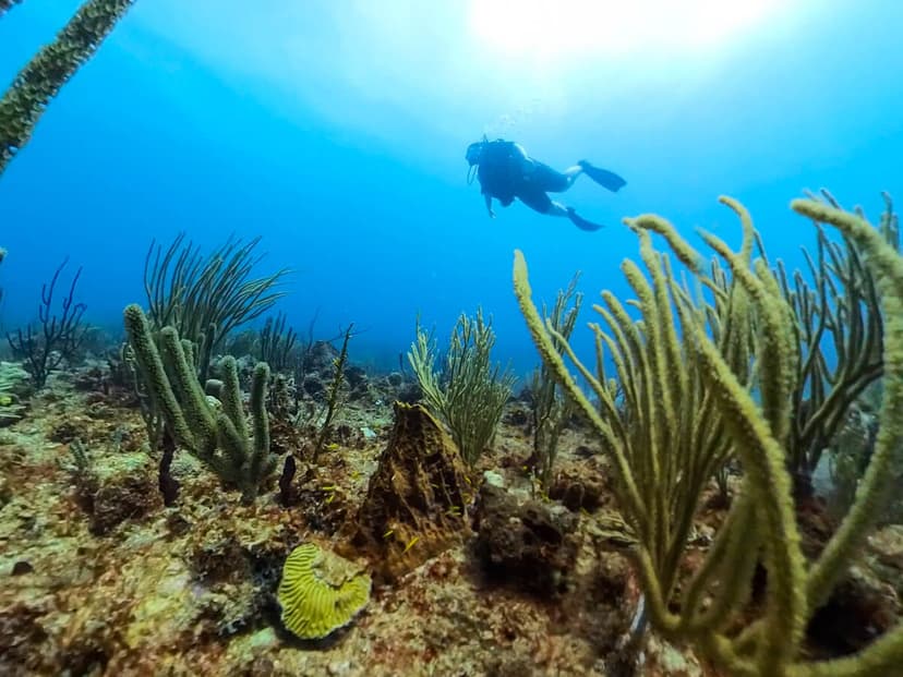 Marine-reserve diving: At Petit Piton’s base.