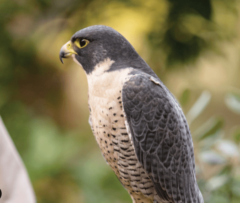 Falconry