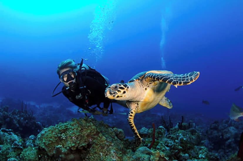 Experience: Turtle conservation