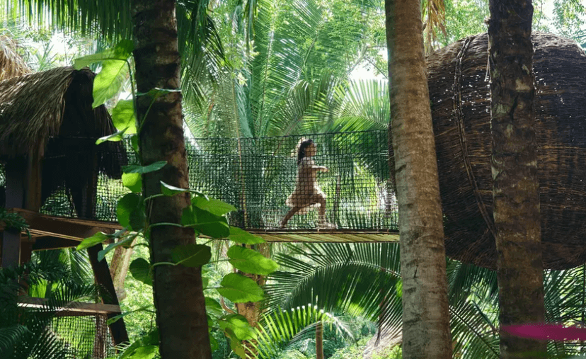 Rainforest trails