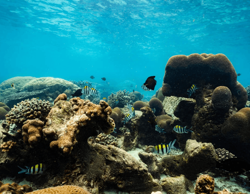 Diving & dhow