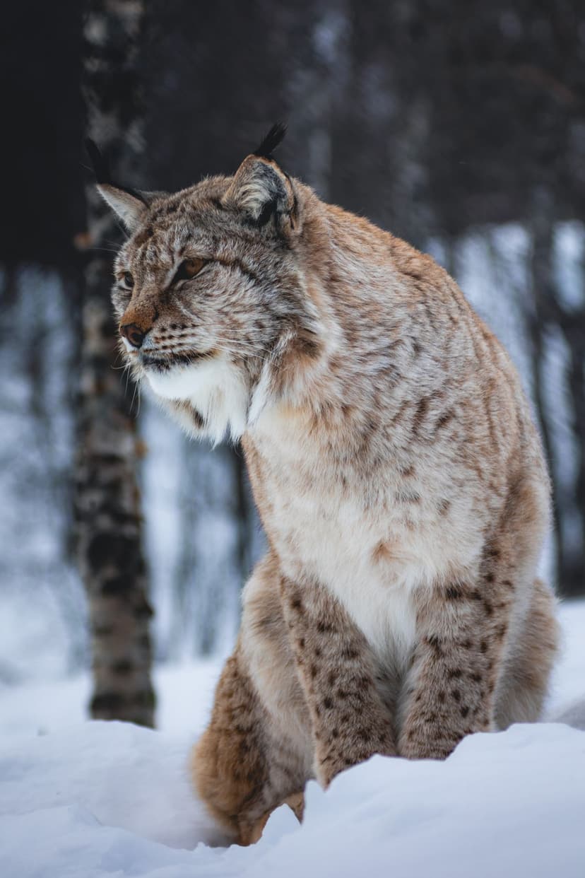Walrus, beluga and narwhal, musk oxen, Arctic foxes and vast seabird colonies