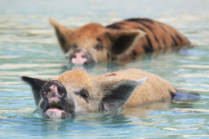 Boat out to a tiny uninhabited cay in the Exumas where wild pigs swim out to greet you