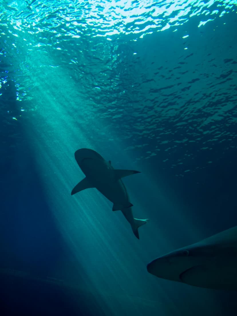 Exuma's sandbars and the islands' marine parks offer close, safe encounters with rays and reef sharks in glass-clear shallows