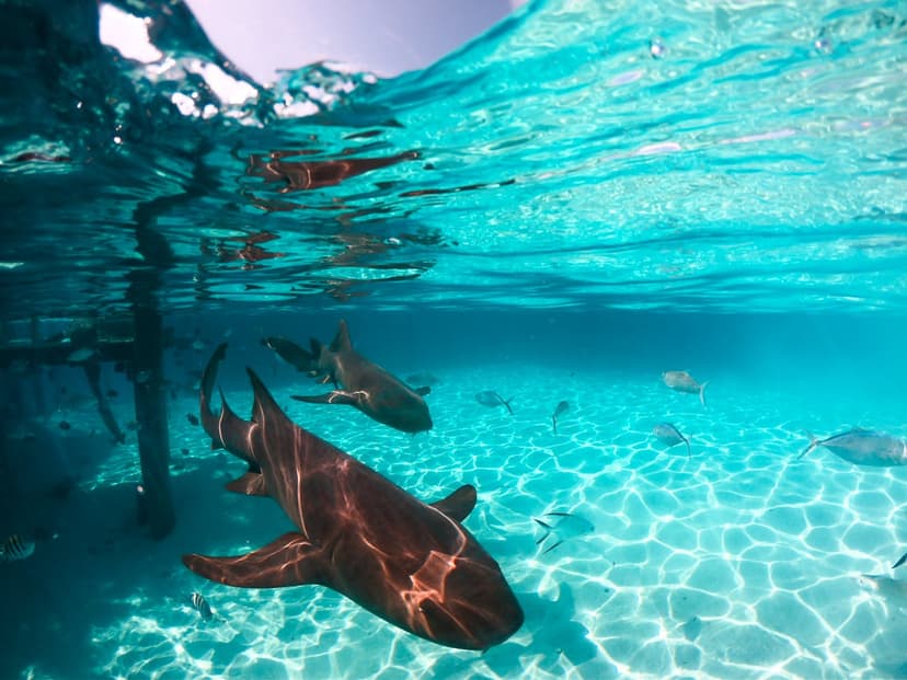 A lagoon tour by boat to snorkel with rays and reef sharks, drift over coral gardens and picnic on a…