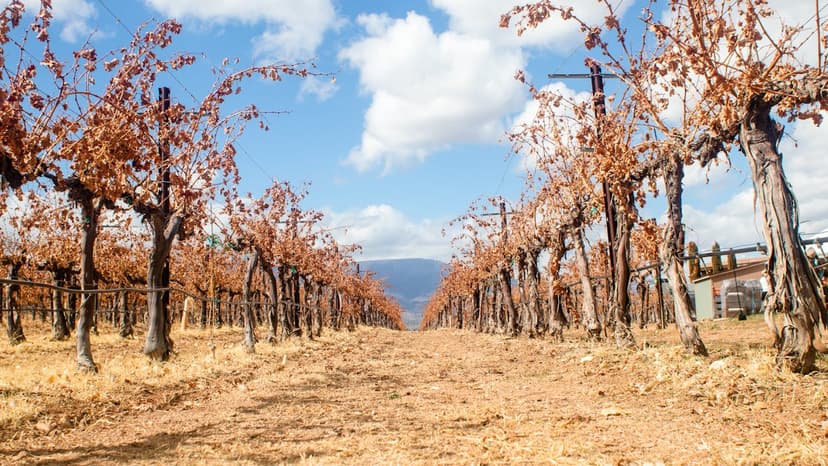 The Colchagua and Casablanca valleys near Santiago