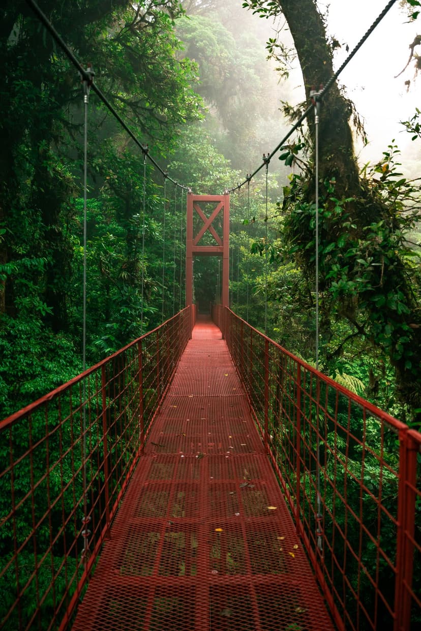 The misty, otherworldly cloud forest