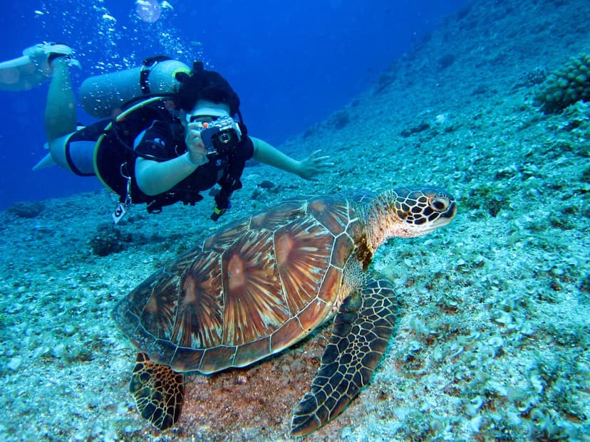 Swimming with sea lions, turtles, rays and penguins in clear water