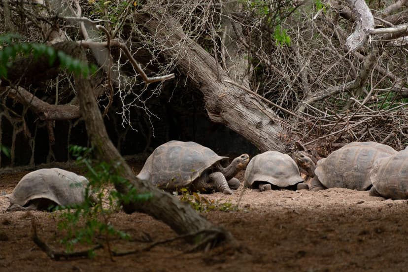 Giant tortoises, marine iguanas, blue-footed boobies, sea lions and frigatebirds