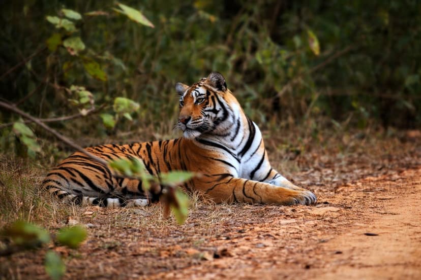 The national parks of Ranthambore and Bandhavgarh offer one of the world's great wildlife encounters