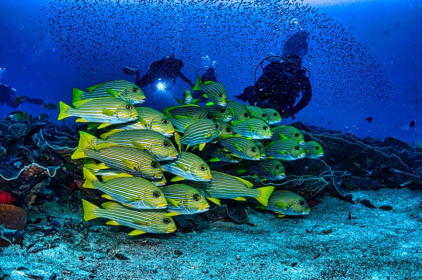 Remote West Papua holds the richest marine biodiversity on the planet
