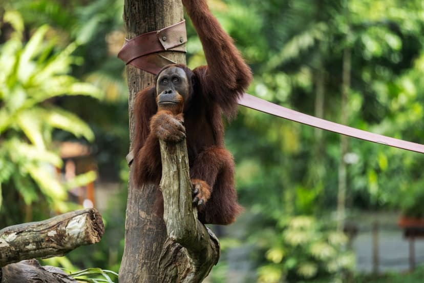 Orang-utans in the jungles of Sumatra and Kalimantan, and some of Asia's last truly wild rainforest