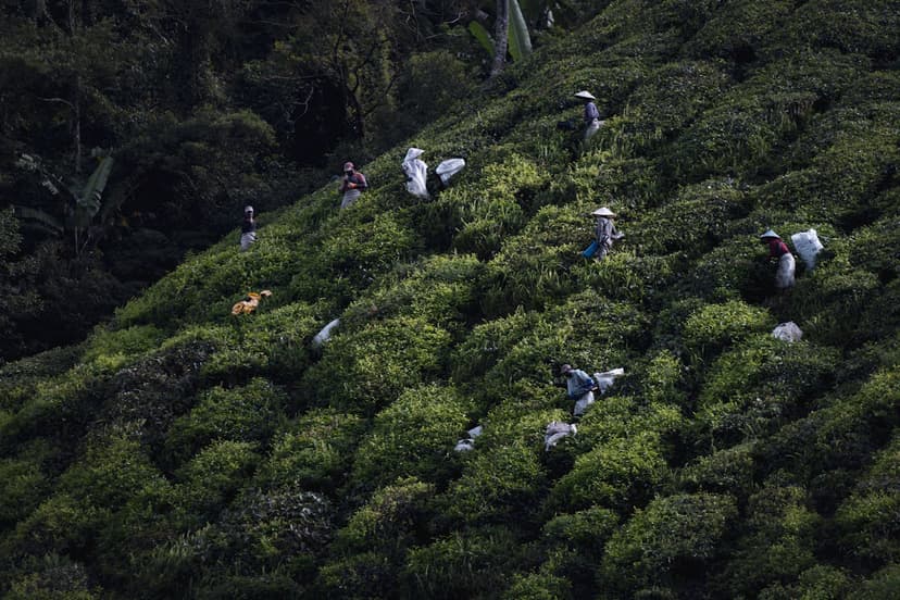 Cool, green tea plantations and mossy forest in the hills above the heat