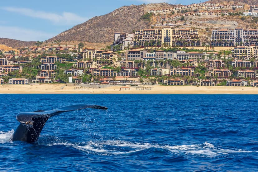 Whale watching in Baja California, swimming with whale sharks and the resorts of Los Cabos