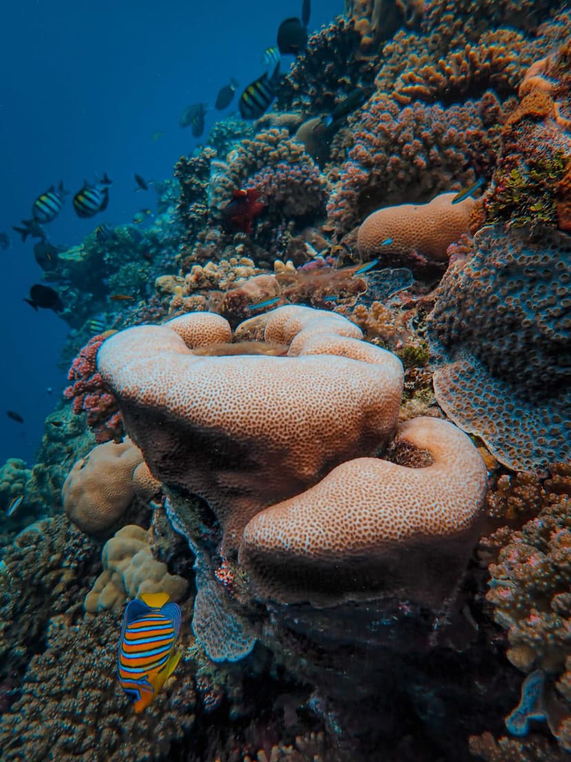 Tubbataha Reef, Coron's wartime wrecks and the reefs off Cebu