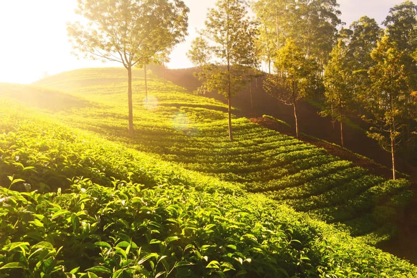 The cool highlands around Nuwara Eliya