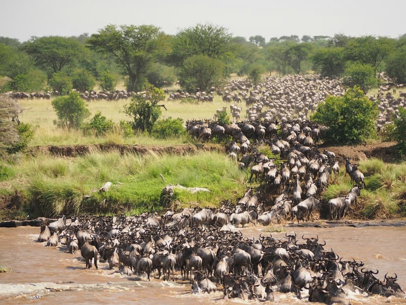 The calving on the southern plains (around January to March) and the dramatic river crossings (mid-year) — the migration spends most of the year in Tanzania.