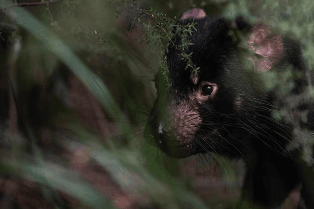 Experience 2: Meet the Tasmanian devils